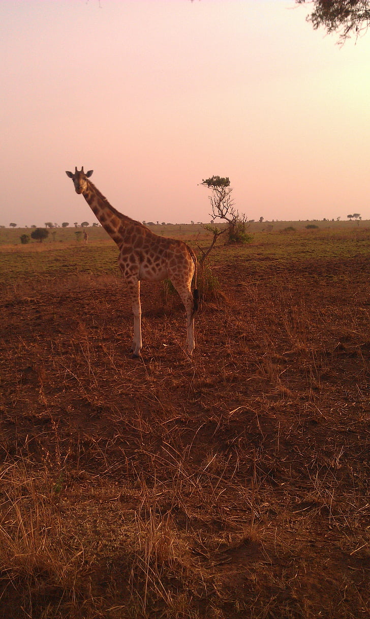 girafa, safári, Uganda, savana, selvagem, natureza, animais