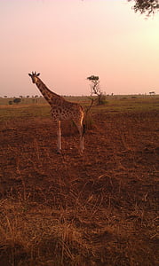 Żyrafa, Safari, Uganda, Sawanna, dziki, Natura, zwierzęta