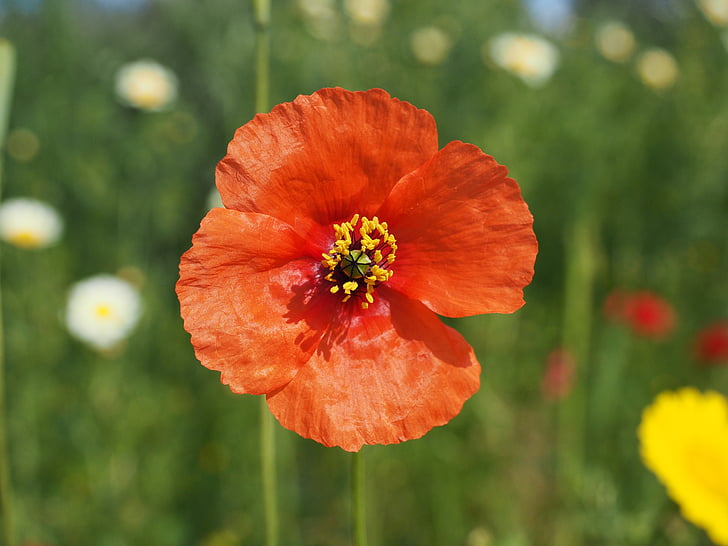 Klatschmohn, flor de amapola, amapola, Amapola Roja, rojo, flor, flor