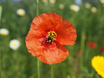 klatschmohn, bunga opium, Poppy, poppy merah, merah, bunga, Blossom