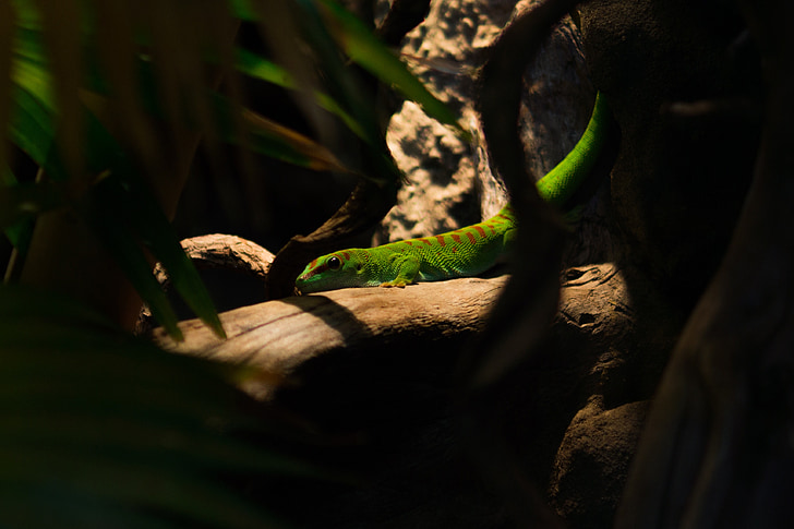 lizard, green, tropical, terrarium, creature, tail, exotic