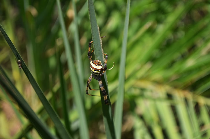 spider, insect, crawling