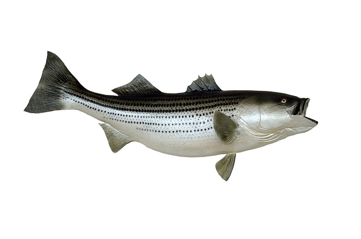 striped bass, fish, mounted, taxidermy, trophy, bass, food