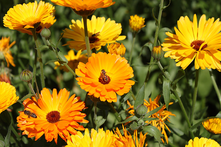 flor, abelha, flores, jardim, zangão, Vespa, Verão