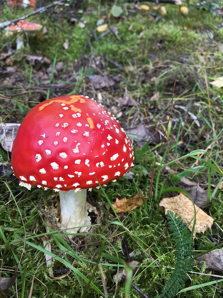 mushrooms, toadstools, the nature of the, fungus, mushroom, nature, fly Agaric Mushroom