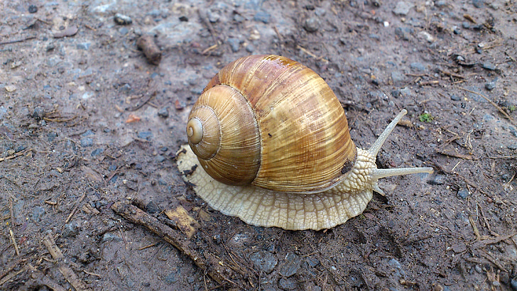 snail, nature, animals, shell