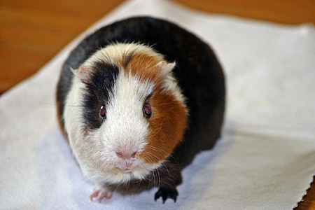 几内亚猪, 阿曼达, 从前面, 光滑的头发, 三色, 棕褐色白色浅黄色, 小动物