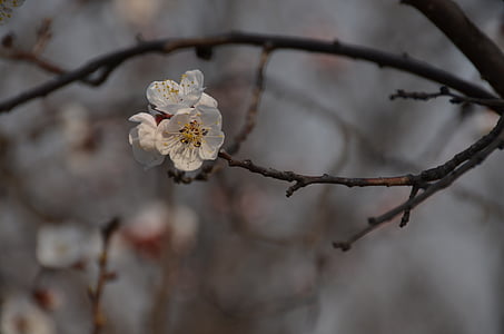 Prem, cabang, blossom putih, musim semi
