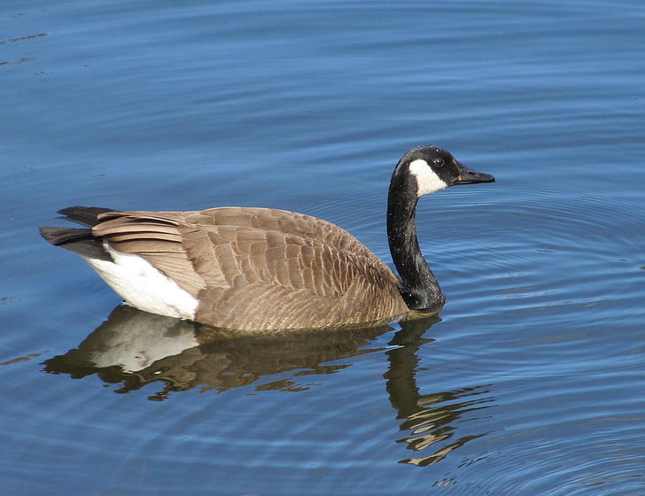 Canada goose, plavání, Branta canadensis, vodní ptactvo, peří, husy, pták