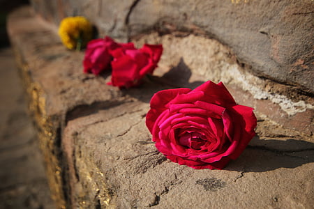 Rosa, vermell, flor, roses vermelles, rosa vermella, l'amor, Romanç