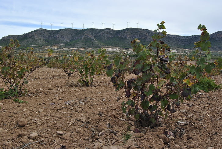 vinograd, jeseni, Jumilla, pozimi, listi, vinske trte, rumena