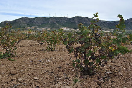 vineyard, autumn, jumilla, winter, leaves, vine, yellow