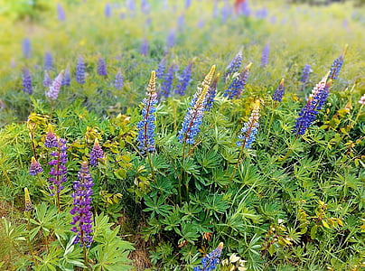 field, meadow, spring, summer, flowers, lupins, colorful