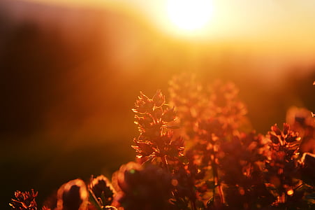 Sunbeam, plante, Lichtspiel, ensoleillée, lumière du soleil, humeur, lumière de retour