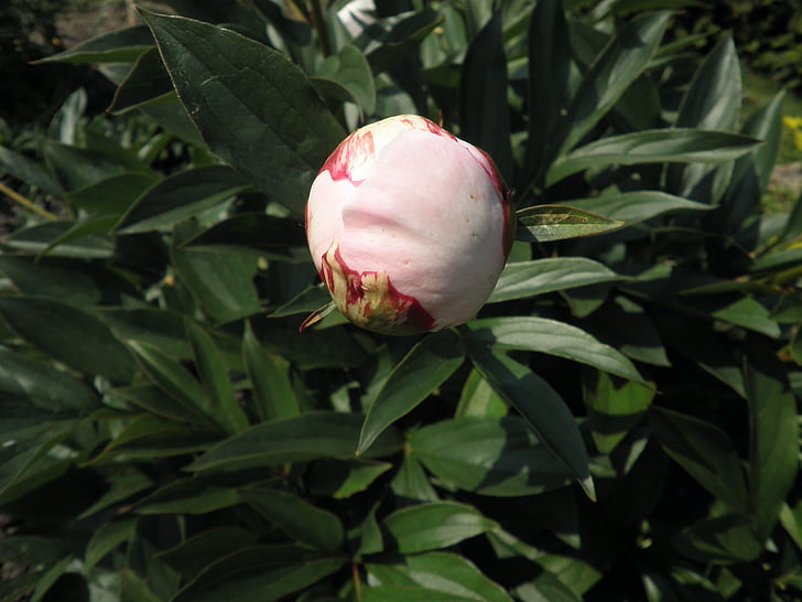 Peony, bud, Pink, Blossom, Bloom, blomst, haven