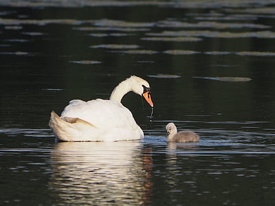 swans, animals, nature, bird, lake, animal, swan