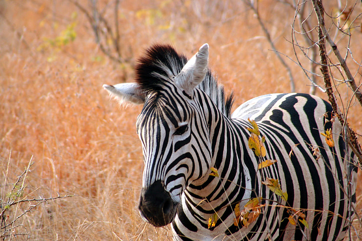 Zebra, Afrika, natuur, dier, gestreept, dieren in het wild, Safari dieren