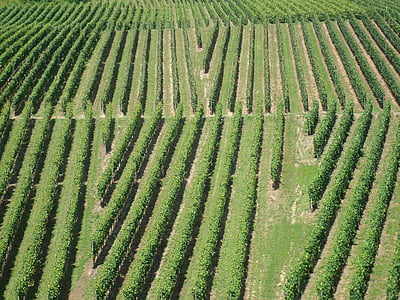 kebun anggur, winegrowing, alam, pemandangan, anggur, Jerman, Rebstock