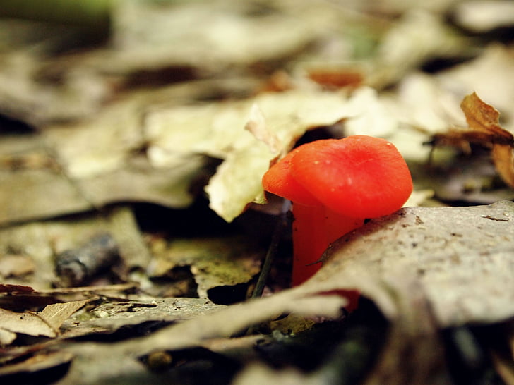 mushroom, orange, little, tiny, growth, fungus, woods
