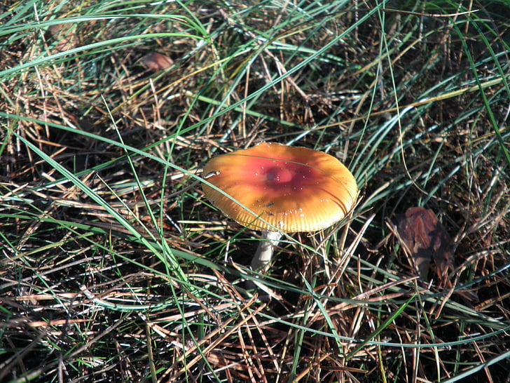 jamur, merah, hutan, musim gugur, hutan jamur