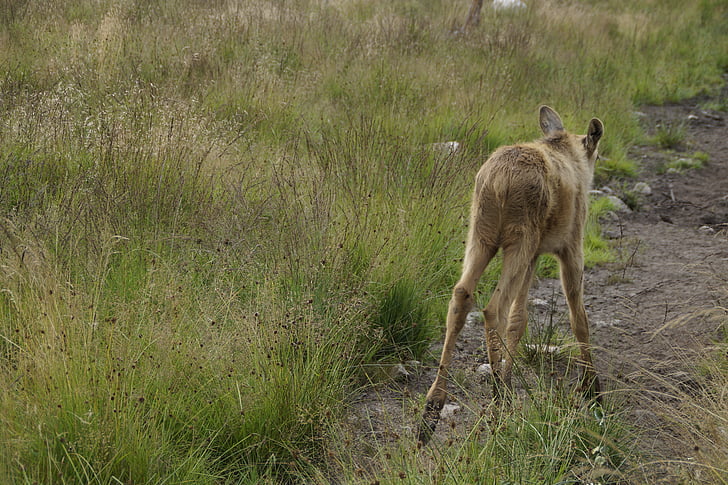 jeune animal, orignal, enfant de l’orignal, Suède, jeune, parc Elk, mammifère
