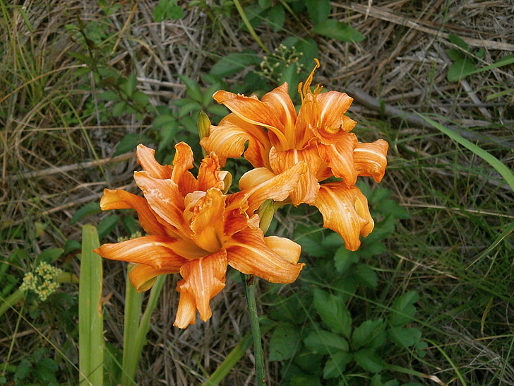 Lily, Yuri, yabcanzou, 藪萱草, orange, Liliaceae, sur le bord de la route