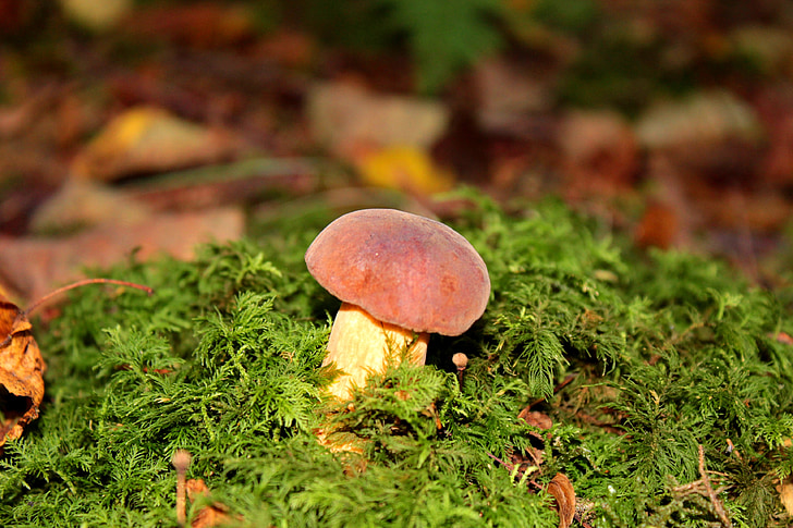 mushroom, moss, autumn, nature, forest, edible, gathering