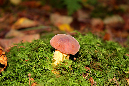 mushroom, moss, autumn, nature, forest, edible, gathering