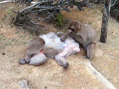 pulga de macaco, casal de macaco japonês, macaco japonês da montanha Kyoto iwata