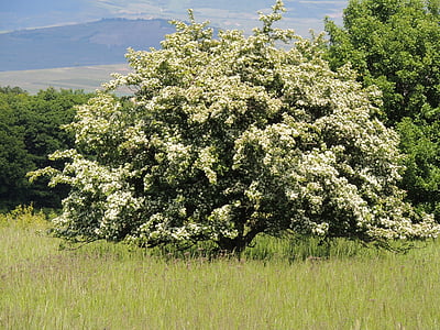Biancospino di fioritura, albero fiorente, fiori bianchi, giornata di primavera