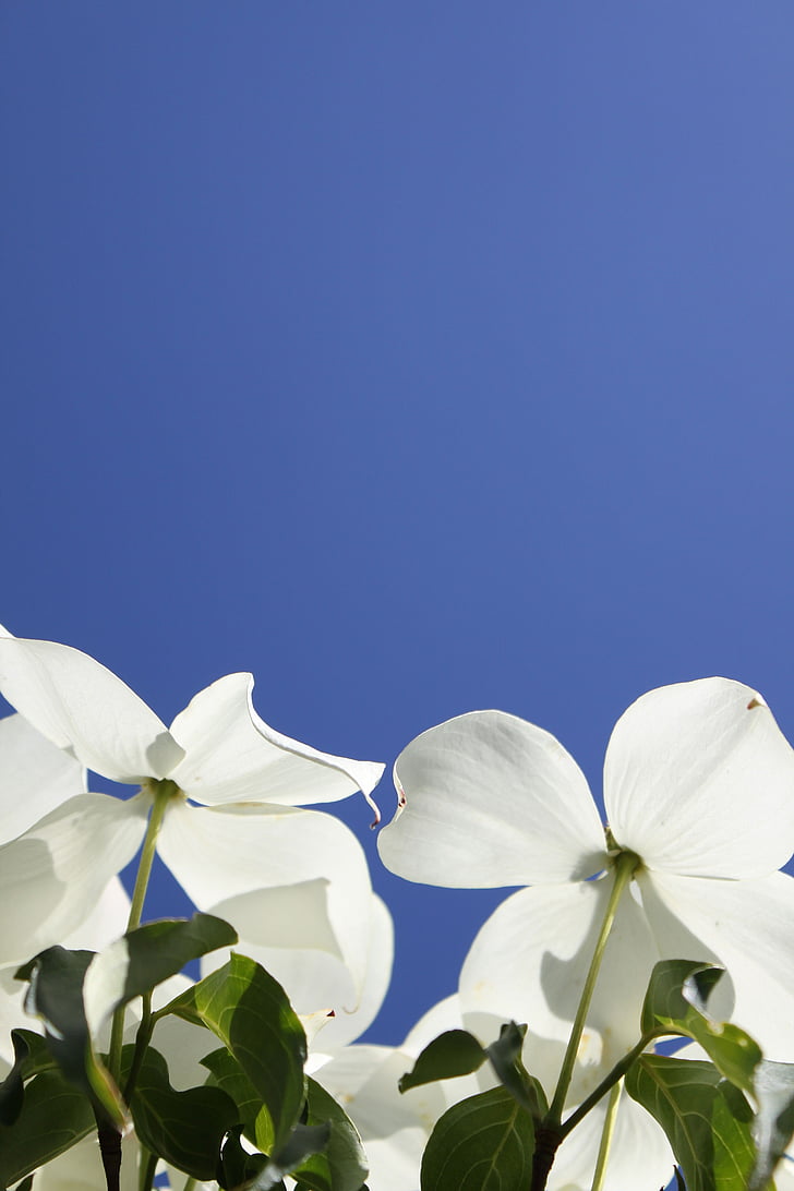 dogwood, flowers, blue sky, white flowers, blue, white, floral