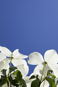 dogwood, flores, céu azul, flores brancas, azul, Branco, floral