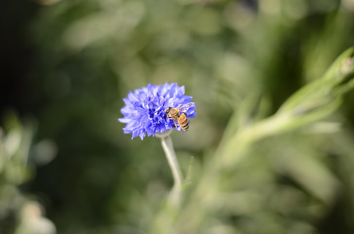 abeja, flor, planta, flores de color azul, naturaleza, púrpura, verano
