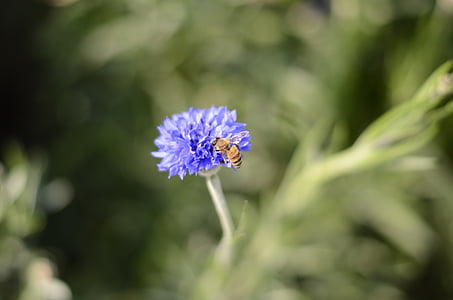méh, virág, növény, kék virágok, természet, lila, nyári