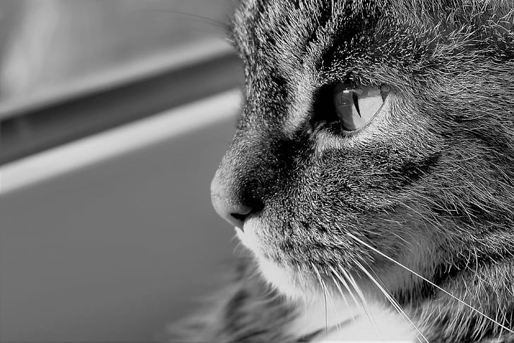 кішка, тварини, чорно-біла, Скумбрія, ПЕТ, домашньої кішки, котячого очі