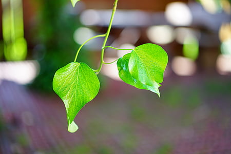 ivy, ivy leaf, smooth, shine, green, leaves