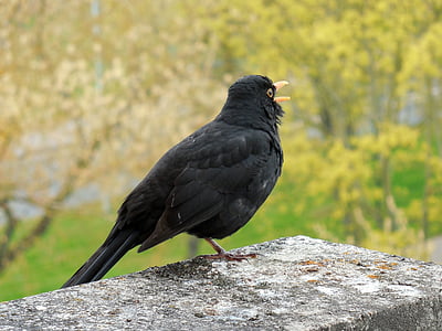 Blackbird, pták, zpěvný pták, jaro