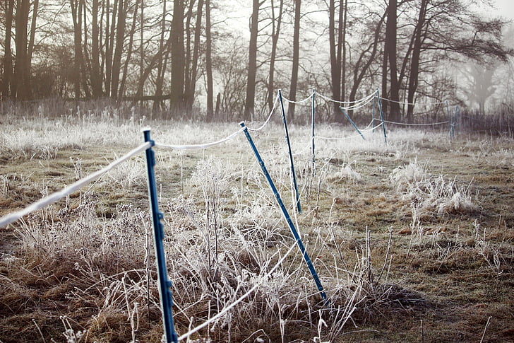sương muối, hàng rào, mùa đông, đông lạnh, Frost, wintry, Meadow