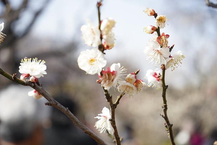 plum, spring, flowers, plum blossoms, white flowers