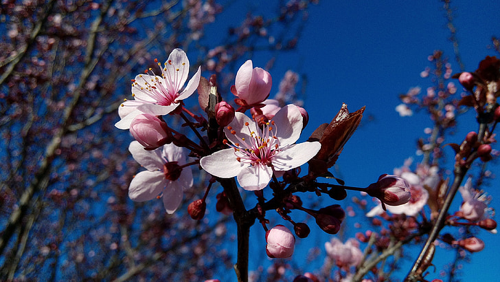 almond trees, flowers, trees, tree, flowering, almond flowers, field