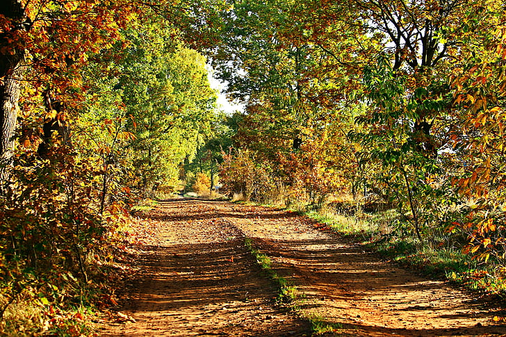 podzim, pryč, stromy, padajícího listí, listy, barevný podzim, podzimní krajina