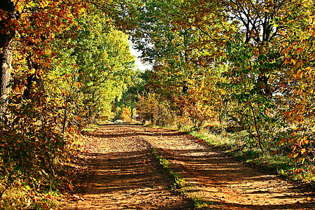efterår, væk, træer, efterår blade, blade, efterår farve, efteråret landskab