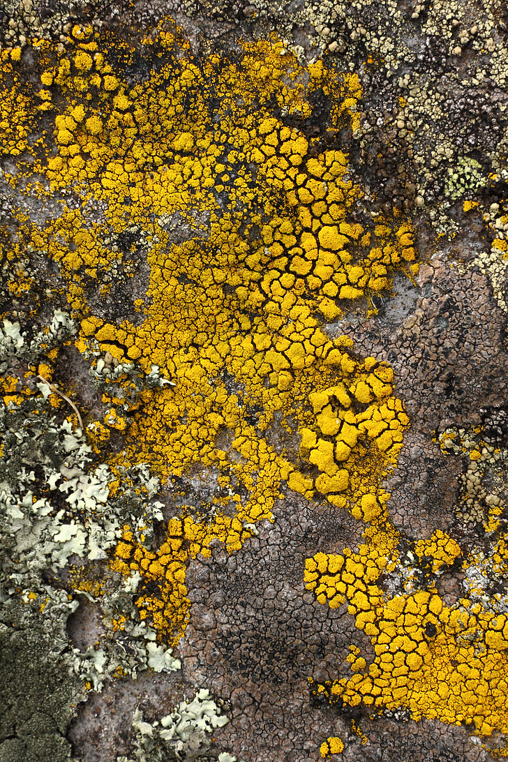 lichen, stone, yellow