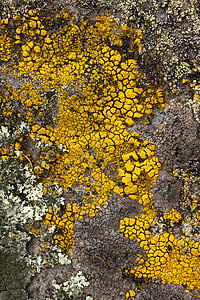lichene, pietra, giallo