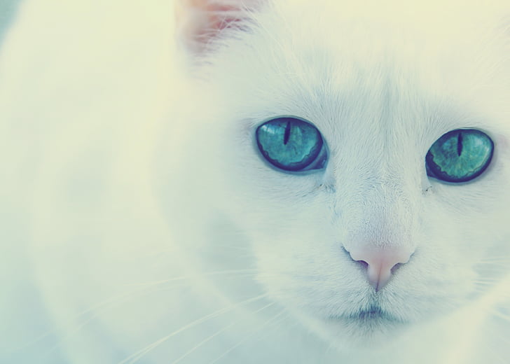 katt, gröna ögon, vit katt, tittar på kameran, porträtt, Husdjur, ett djur