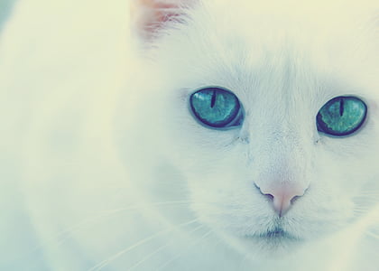 кошка, зеленые глаза, Белый Кот, Глядя на камеру, Портрет, Домашние животные, одно животное