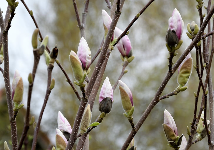 Magnolia, Blossom, Bloom, lente, Bud, natuur, tak