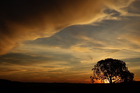 tree, eventide, sol, sunset, nature, silhouette, against light