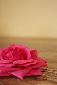 Rosa, tyg, ökade, blomma, ros - blomma, röd, gåva