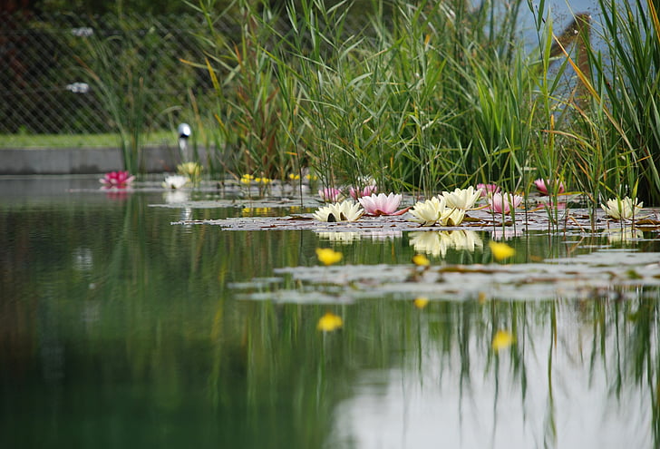 수영 연못, bioteich, 연못, 물 로즈, 수생 식물, 호수 로즈, 꽃